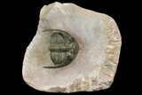Curled Zlichovaspis Trilobite - Issoumour, Morocco #154288-1
